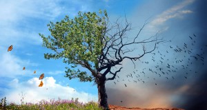 De la culture du management du changement